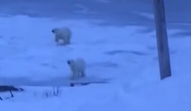 Polar Bears Spotted off Black Tickle