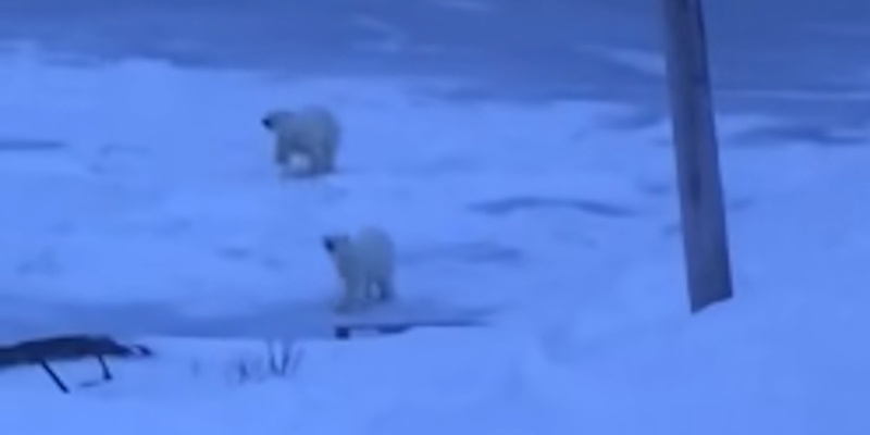 Polar Bears Spotted off Black Tickle