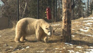 Calgary Zoo’s new polar bear makes his first public appearance