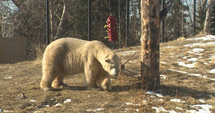 Calgary Zoo’s new polar bear makes his first public appearance
