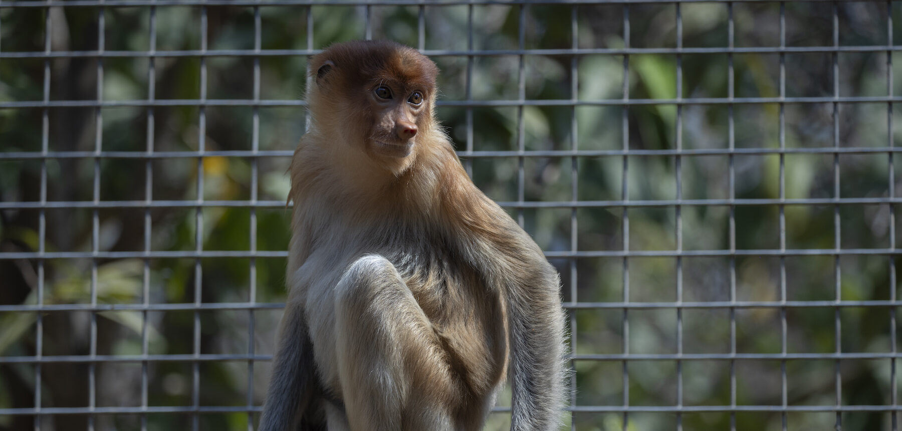 Experts flag trafficking after monkey endemic to Borneo is found in Thailand