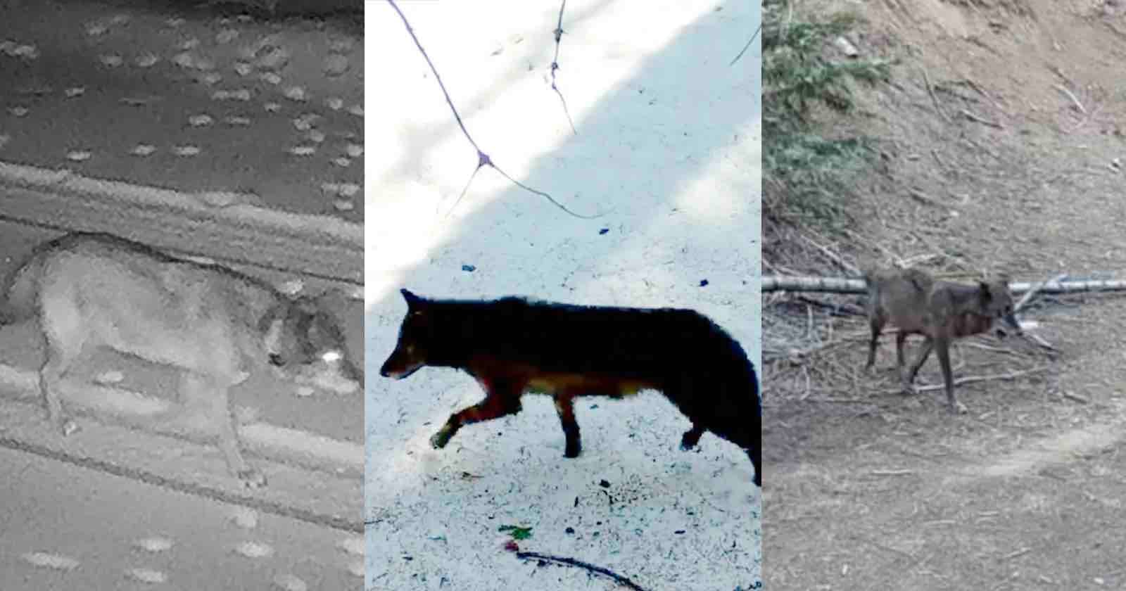 Three trail camera images side by side show a wolf at night, a black fox walking in daylight, and a coyote standing on dirt near trees.