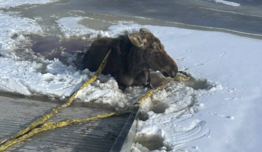Clint Gottinger said he slid the deck of his tow truck down and used a soft sling to pull the moose onto it.