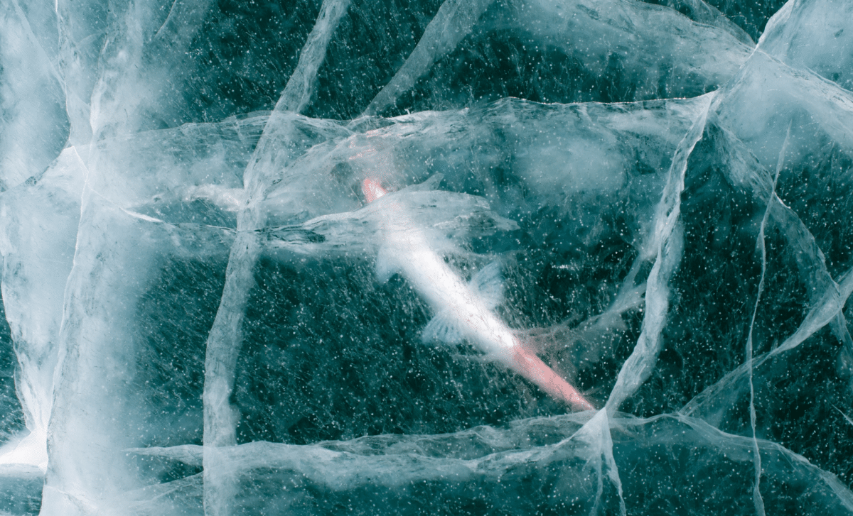 Scientists Revived A 24,000 Year Old Animal Frozen In Siberia, It Woke Up And Started Reproducing