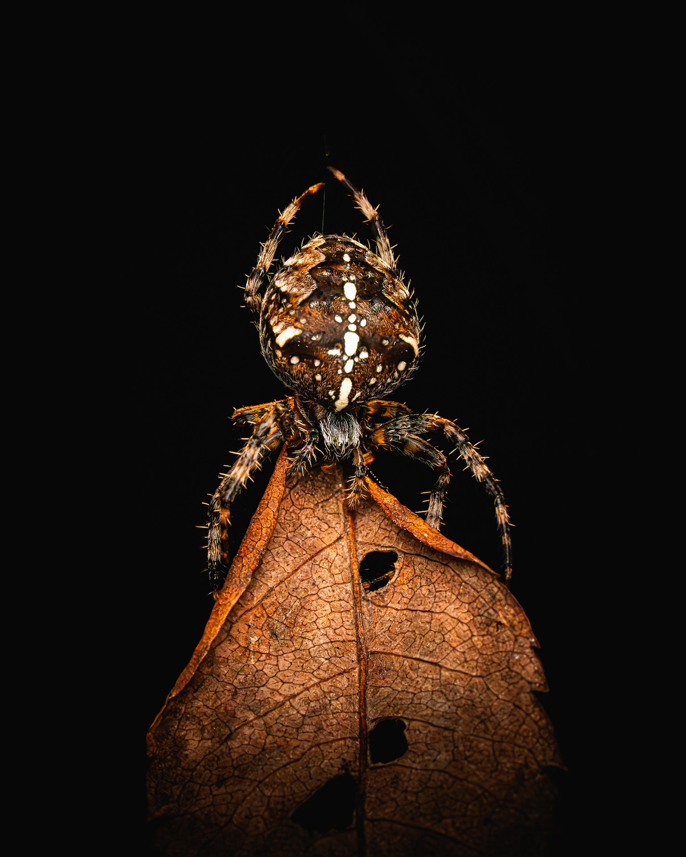 Scottish Nature Photography Awards
