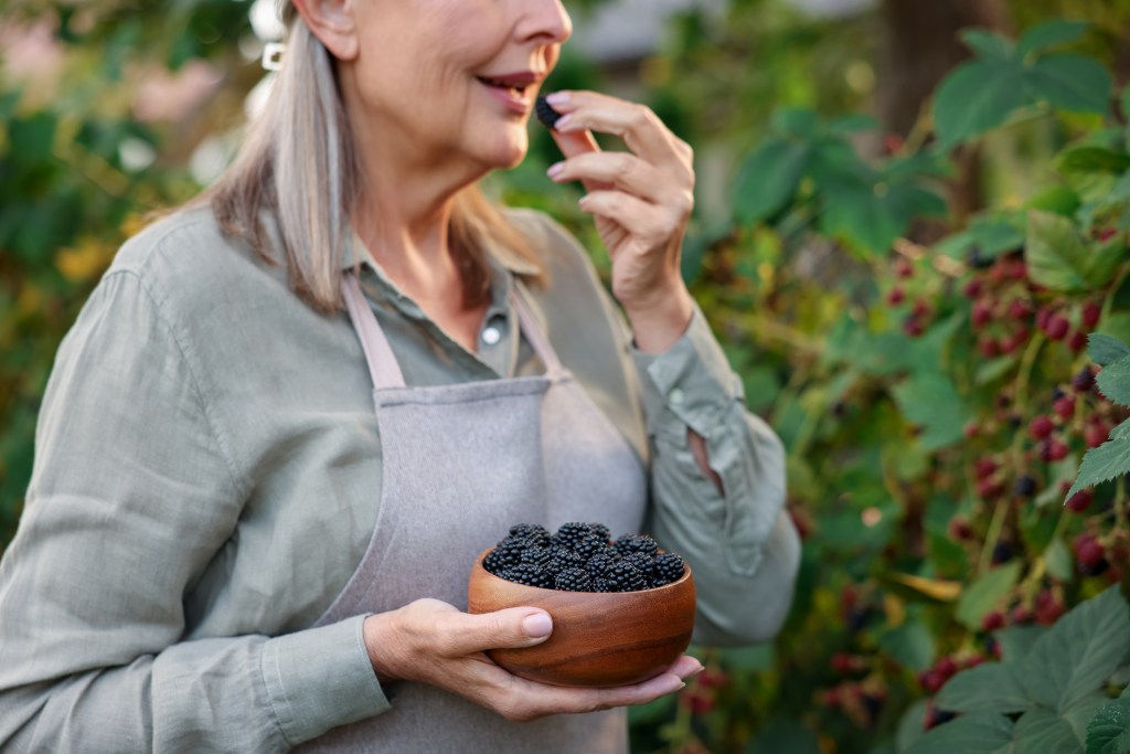A senior woman in an apron eats a blackberry while holding a bowl of fresh blackberries in a garden.
