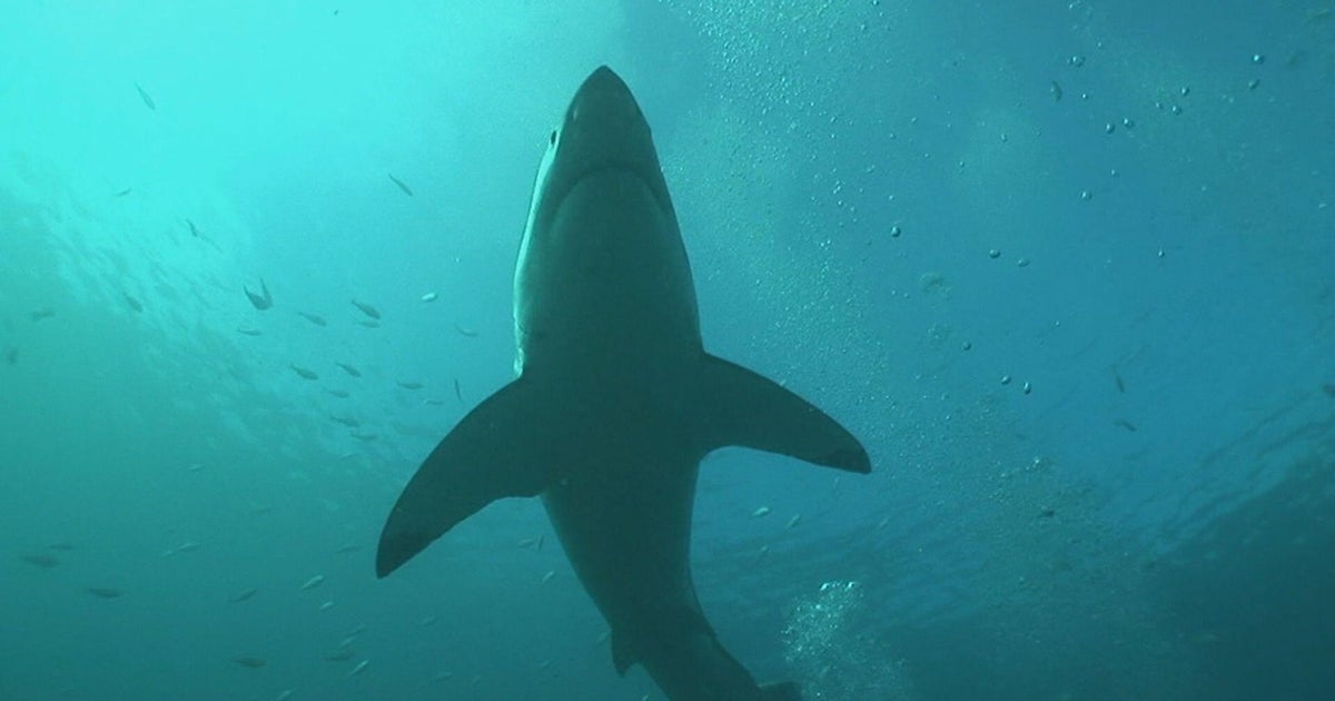 South Africa's great white sharks mysteriously vanished. Scientists can't agree who, or what, is the culprit.