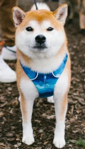 Shiba and Akita dogs in the streets of Montreal
