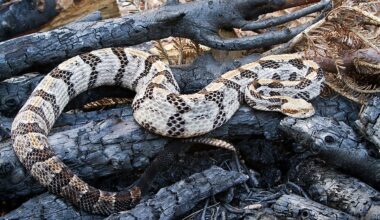 5 Most Rattlesnake Infested Areas in The Adirondack Mountains