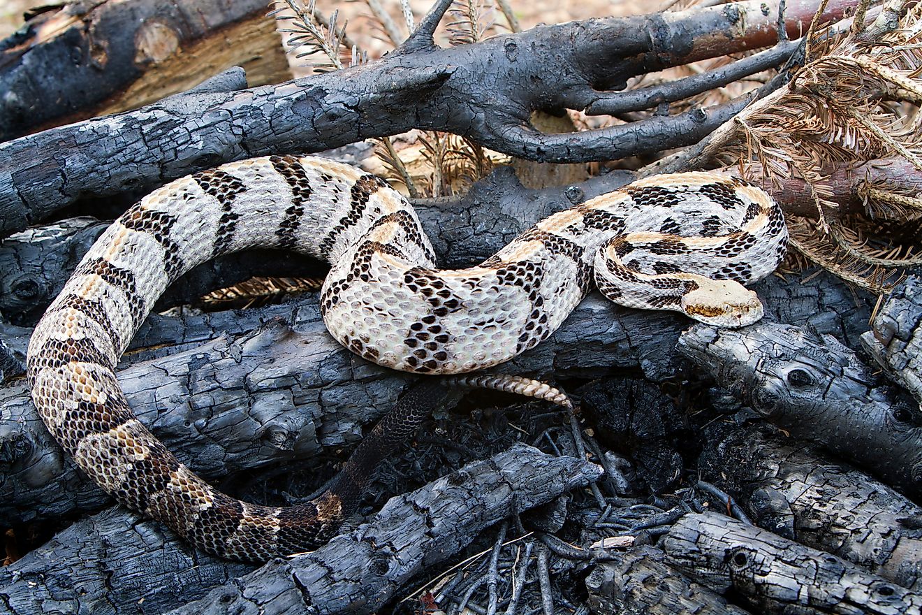 5 Most Rattlesnake Infested Areas in The Adirondack Mountains