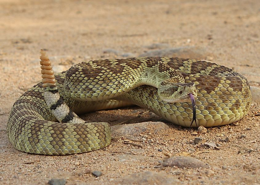 Mojave Rattlesnake (Crotalus scutulatus).