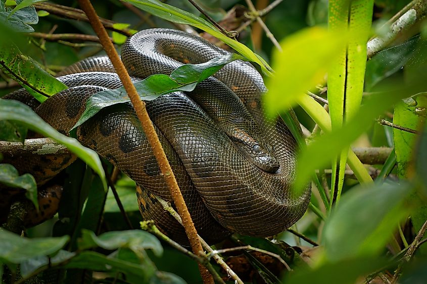 Green Anaconda - Eunectes murinus.