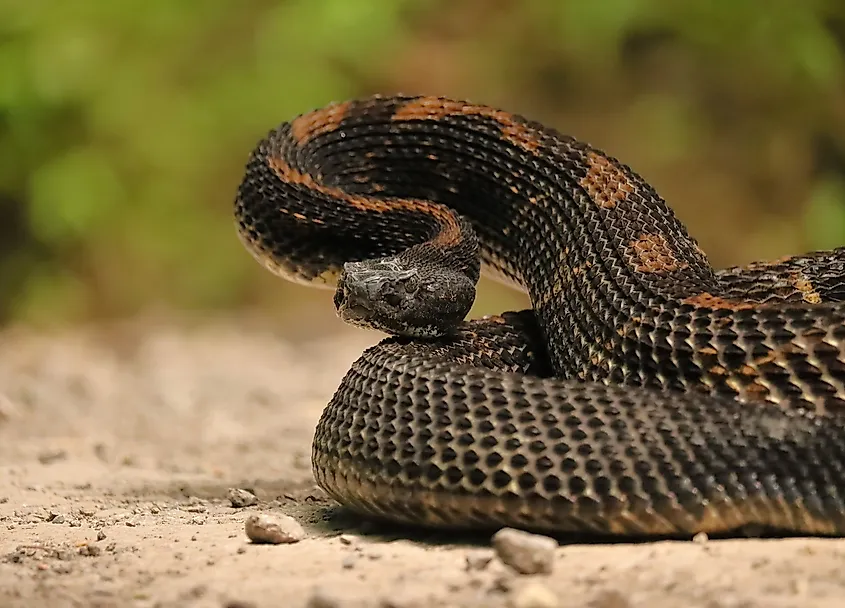 A timber rattlesnake.