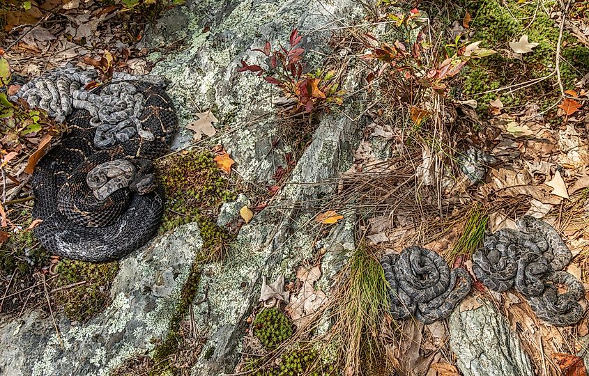 A mother timber rattlesnake and her young.