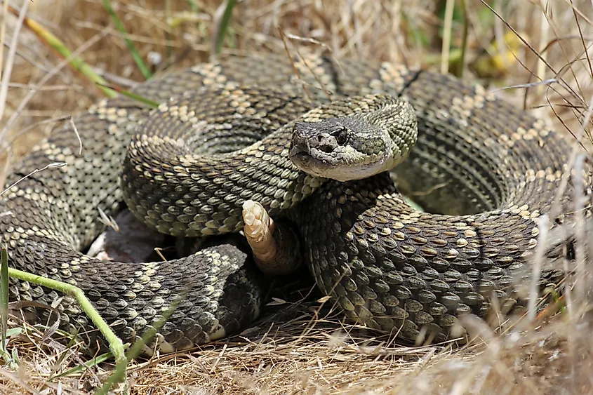 Northern pacific rattlesnake (Crotalus oreganus) in California.