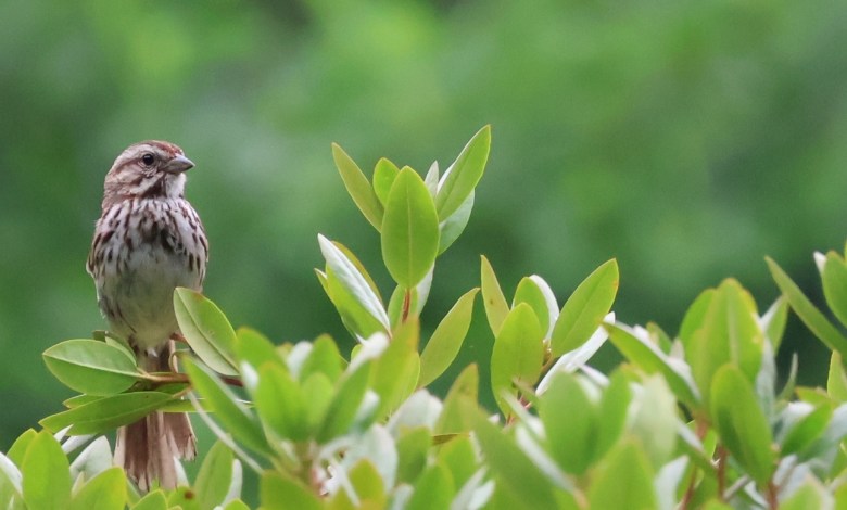 A small bird with black eyes and brown and white striped plumage sits on top of a shrub with oval-shaped leaves.