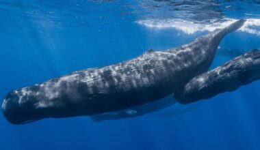 Sperm Whales Speak With a Complex Alphabet and Even Have ‘Vowels,’ Study Finds