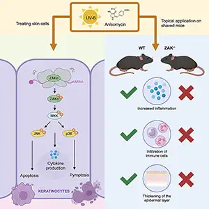 Using ZAK knockout mice, we here show that it is the RSR that is responsible for the early manifestation of UVB-induced skin inflammation and keratinocyte death and subsequent proliferation in vivo. We also show that the RSR controls both p38-mediated pyroptotic and JNK-mediated apoptotic programmed cell death of human keratinocytes in vitro. In sum, our work highlights that skin cells rely on a cytoplasmic and ribosomal stress signal rather than a nuclear and DNA-templated signal for rapid inflammatory responses to UV exposure. Credit: Molecular Cell Journal