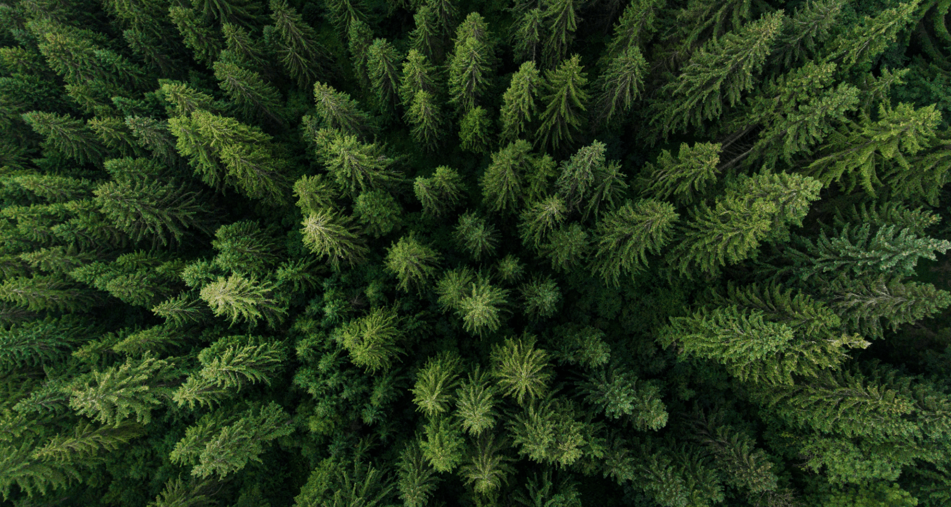 The Invasive Species Devouring North American and European Forests