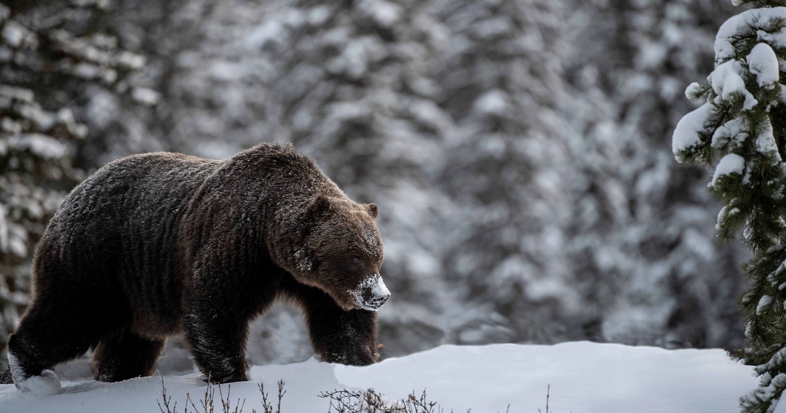 Renowned Grizzly Bear 'The Boss' Comes Out of Hibernation