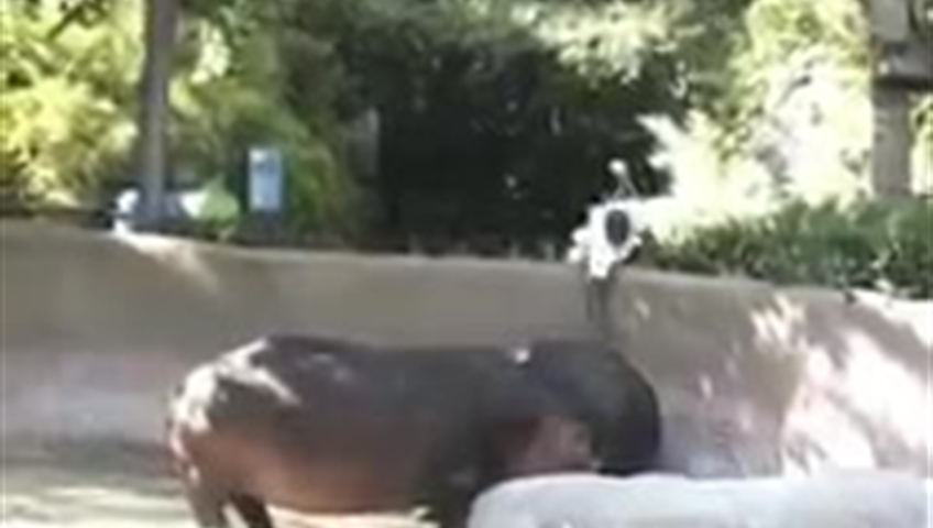 Click to play video: 'Police investigating after man seen spanking hippo at Los Angeles Zoo'