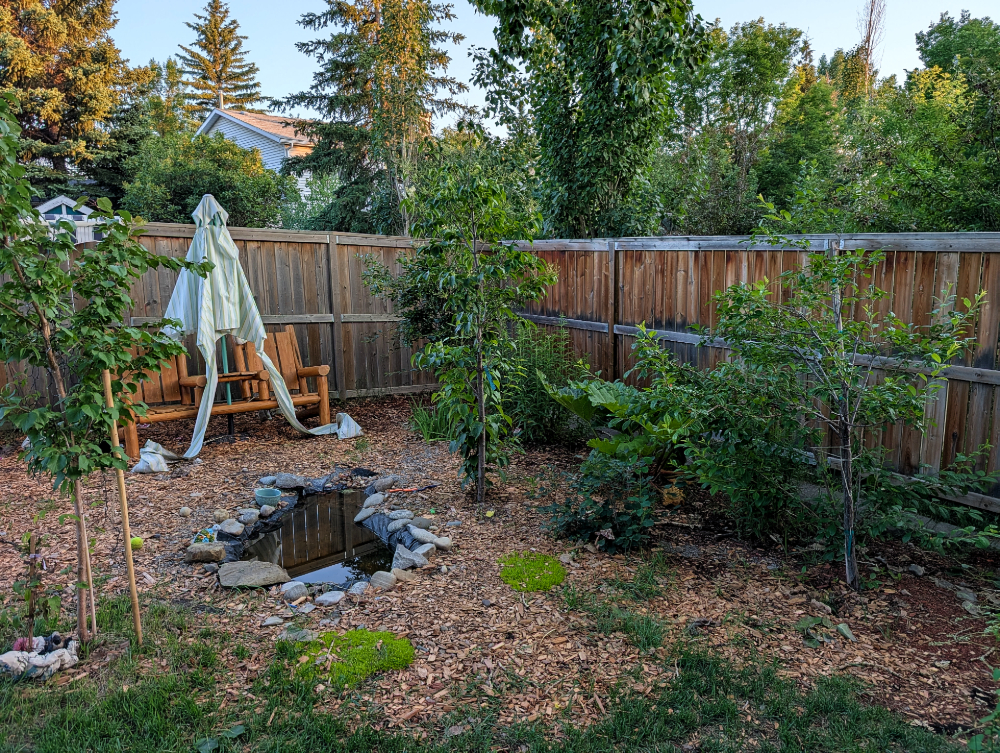 Trees in a backyard