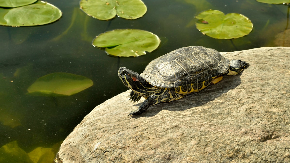 Red-eared slider turtle basking on a sunlit rock beside a pond.