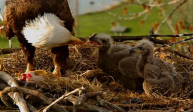 Bald eagle nest cameras create an unexpected online community : NPR