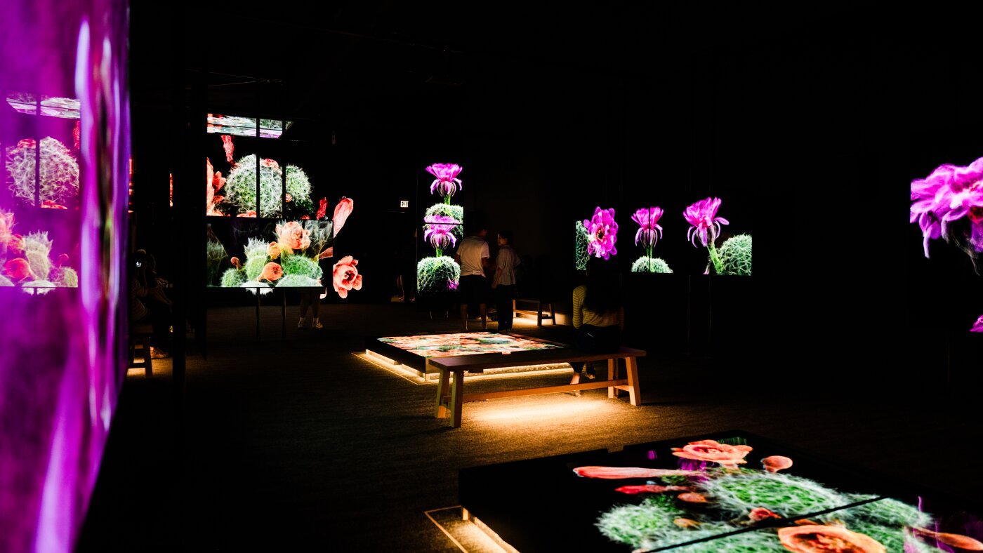 The Sonoran Desert teems with wildlife. These 3D scans could help protect its future : NPR