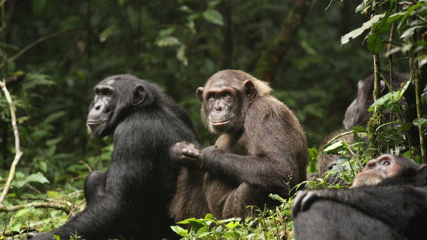 How the world’s largest known group of chimps turned on each other : NPR