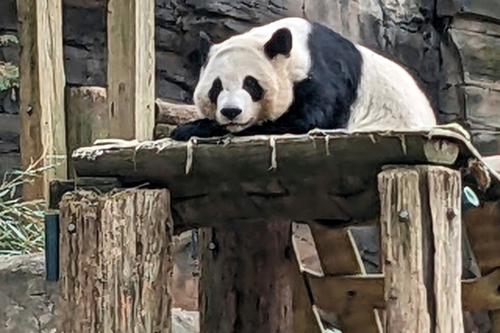 China is sending 2 giant pandas to Atlanta