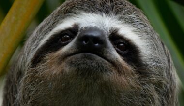 Disease and cold kill nearly 30 sloths at a Florida import warehouse