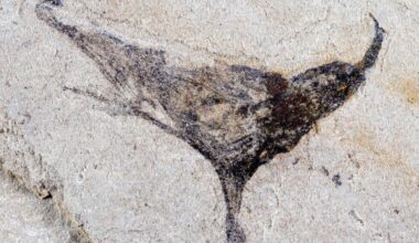 New fossils provide snapshot of the beginning of complex animals that led to us