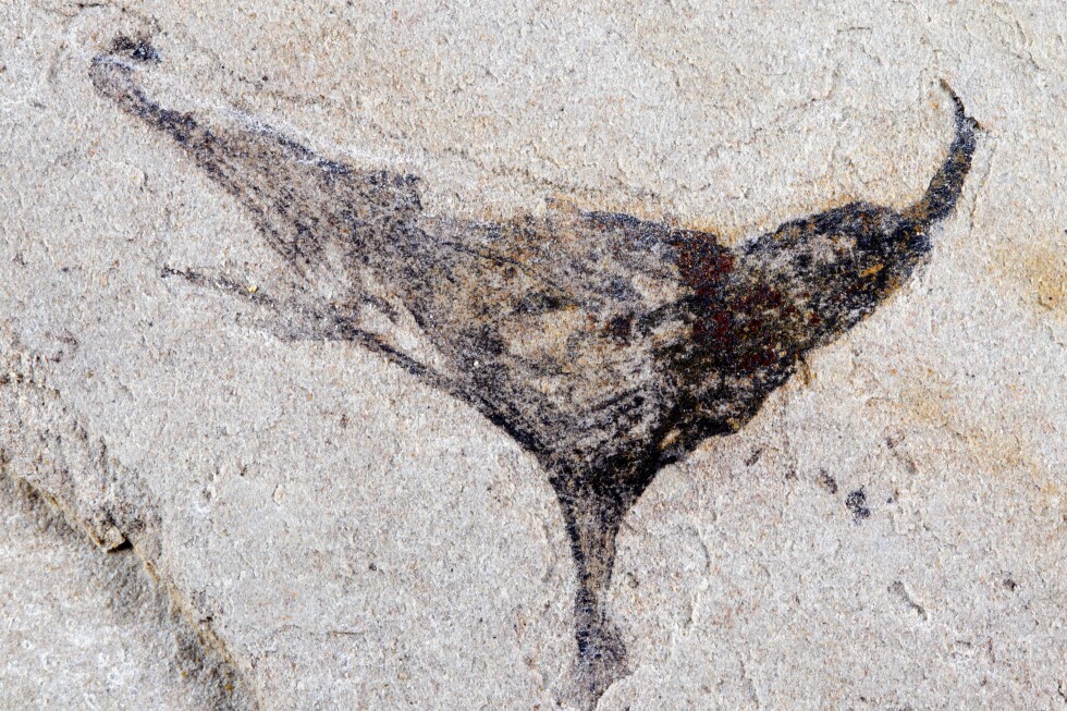 New fossils provide snapshot of the beginning of complex animals that led to us