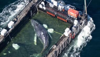 A barge carrying Timmy the humpback whale begins journey to the North Sea