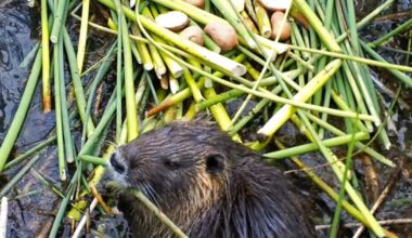 Invasive rodent plaguing California may have been deliberately released. Here's the theory