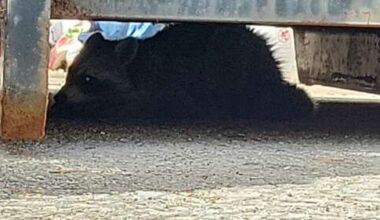 Accidentally imported raccoon caught in Pembroke - The Royal Gazette