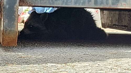 Accidentally imported raccoon caught in Pembroke - The Royal Gazette