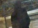 Investigators need help identifying this suspect who is believed to have sexually assaulted a jogger for a sexual assault in the area of Bloor St. W. and St. Helens Ave., west of Lansdowne Ave., on Monday, April 6, 2026.