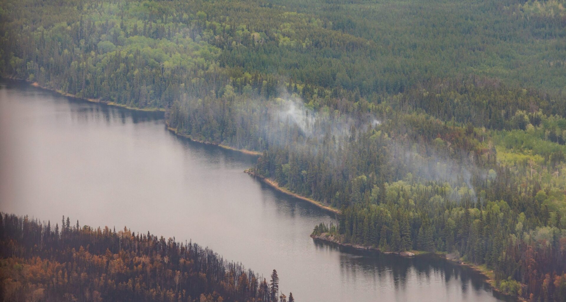 The importance of tree planting as wildfire seasons increase in severity