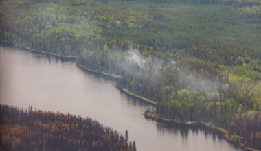 The importance of tree planting as wildfire seasons increase in severity
