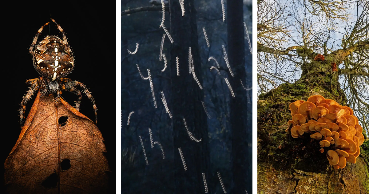 Winning Images from the Scottish Nature Photography Awards