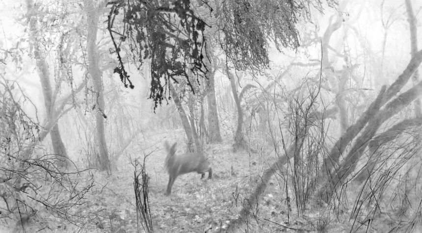 Wolfgang Duerr used a sensor-activated wildlife camera for a photo series named