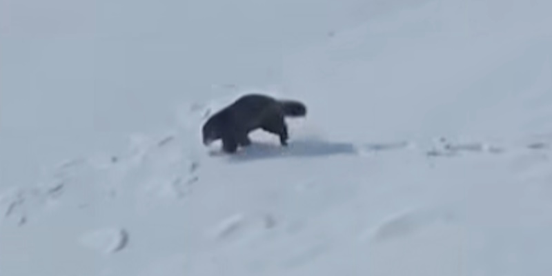 Biologists Confirm Wolverine Sighting in Labrador