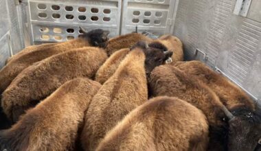 44 Elk Island wood bison sent to Alaska as part of conservation efforts