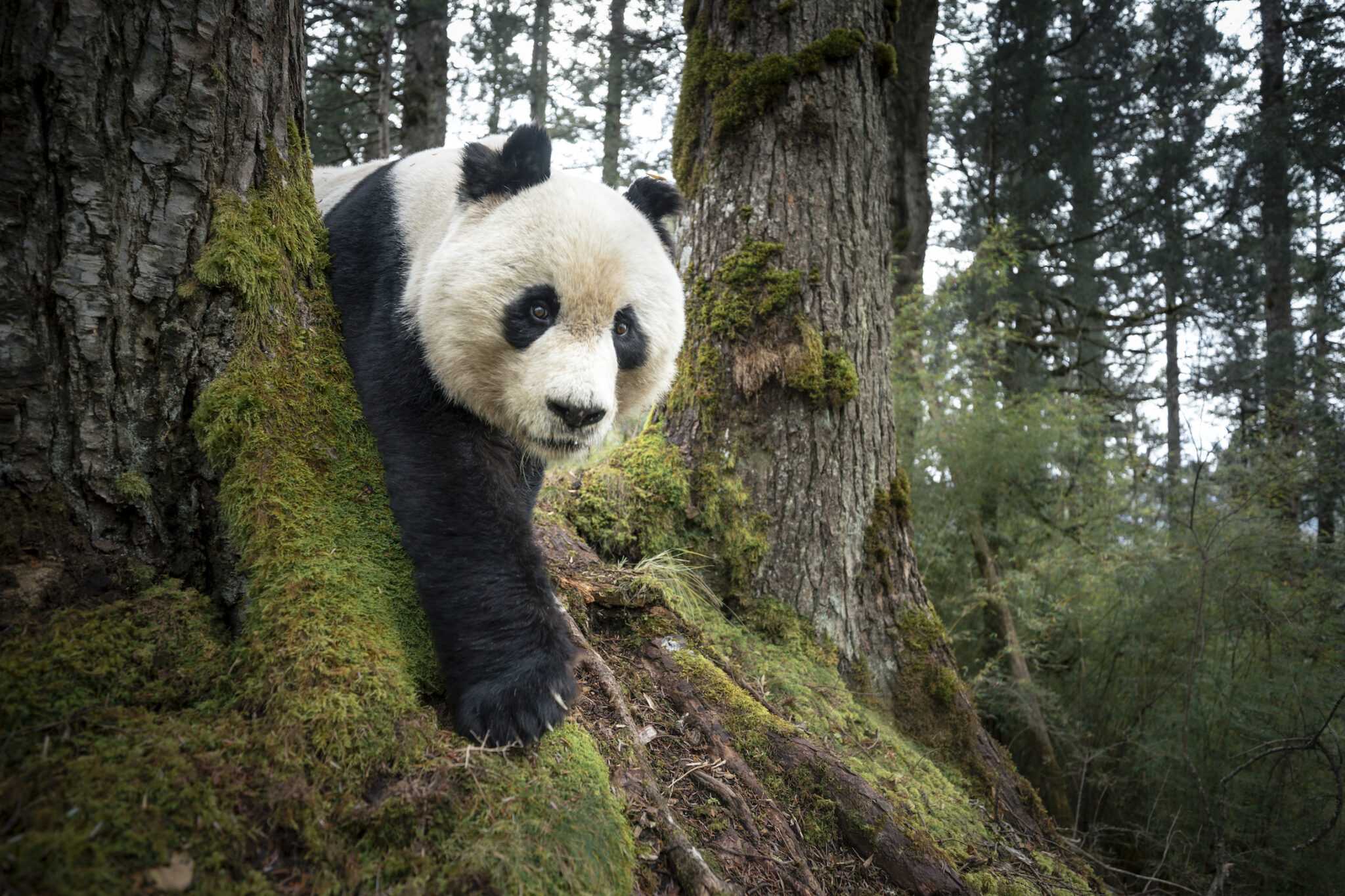 Rob G. Green, “Mountain Resident of Wanglang,” for National Geographic Society. A wild giant panda is captured by a camera trap in the Wanglang National Nature Reserve. Sichuan, China, November 11, 2025.