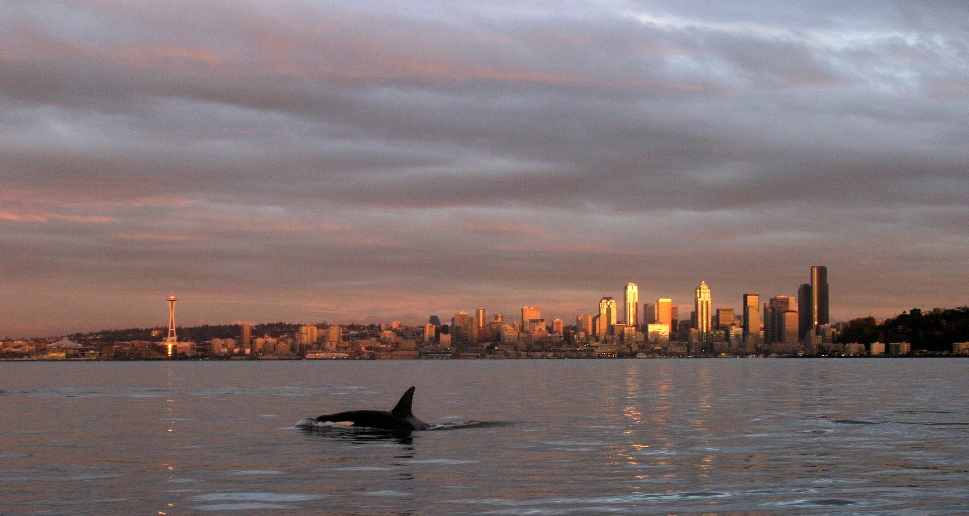 A large black-and-white whale with a tall dorsal fin swims in the shimmering gray waters in front of a sunset city skyline.