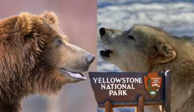 Yellowstone National Park grizzly bear and gray wolf