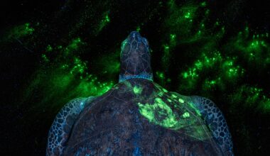 This glowing turtle is unlike any wildlife photo you've seen before