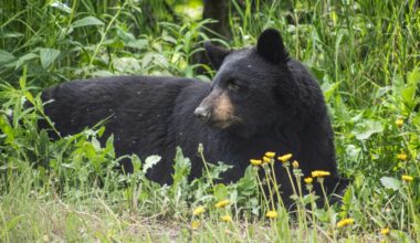 Notable Hammond Plains bear 'Limpy' relocated north